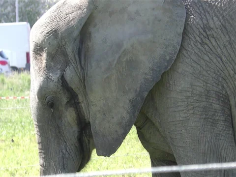 Circus Elephant Stock Footage 70488396