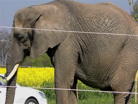 Circus Elephant Stock Footage 70488414