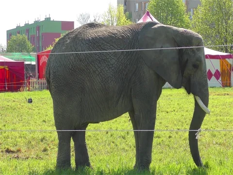 Circus Elephant Stock Footage 70488458