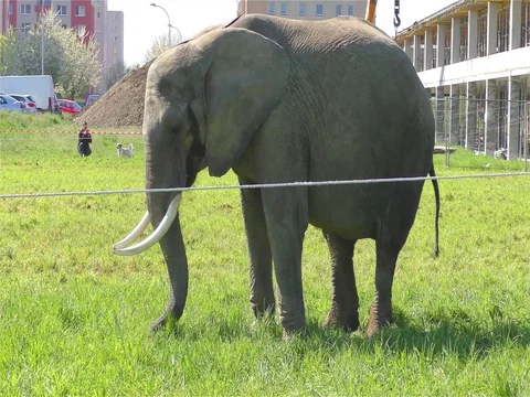 Circus Elephant Stock Footage 70488517