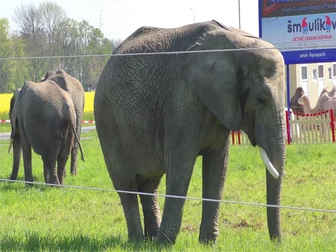 Circus Elephant Stock Footage 70488546