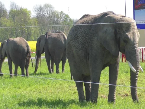 Circus Elephant Stock Footage 70488586