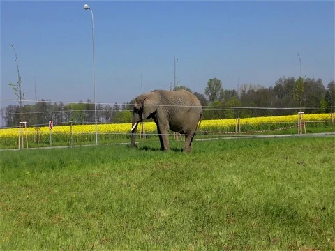 Circus Elephant Stock Footage 70488881