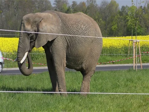 Circus Elephant Stock Footage 70488959