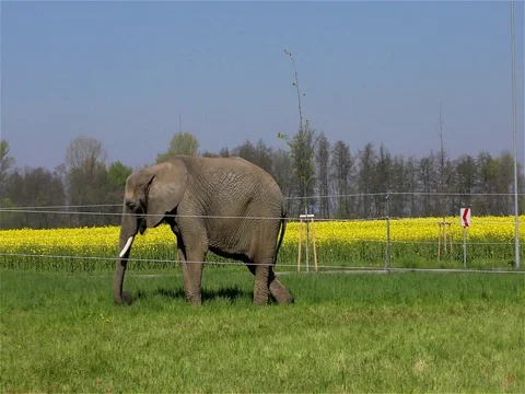 Circus Elephant Stock Footage 70489034