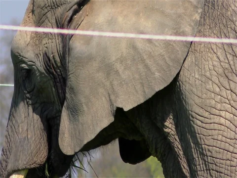Circus Elephant Stock Footage 70489437