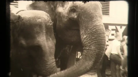 Circus Elephants Interact Audience Circus Train Station Greatest Show on Earth Video stock 130235890