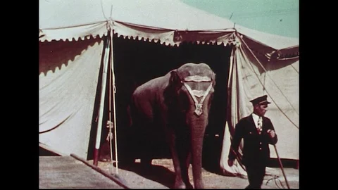 Circus elephants walk out of their tents one by one into the circus. Stock Footage