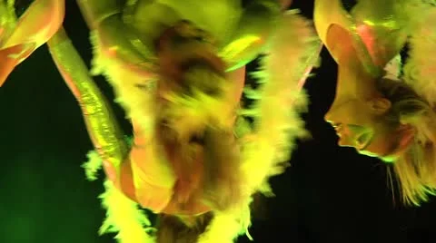 Circus Видео 8926276