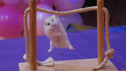 Circus hamster on the crossbeam Stockbeeldmateriaal 101307424