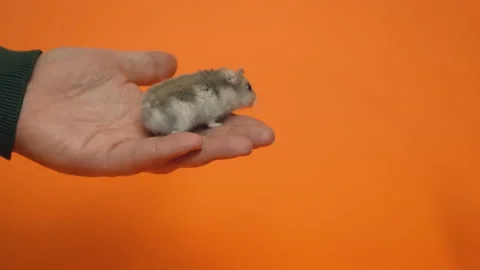 Circus hamster in the hands of the owner Stock Footage 106269429