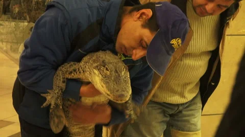Circus man holding a young alligator, shopping mall, animal exhibition Stock Footage 33059343