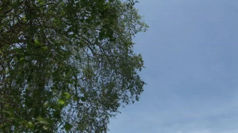 The Circus Pan from tree Stock Footage 666840