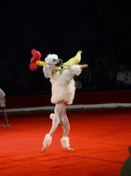 In circus Photos