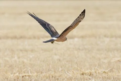 Circus pygargus on the wheat field Stock Photos