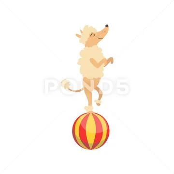 Circus Trained Poodle Dog Animal Artist Performing Balancing On The Ball Stunt Stock Illustration