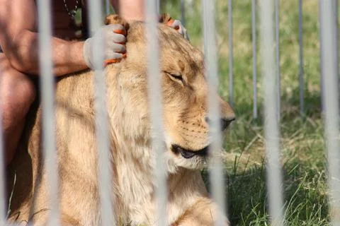 A circus trainer lovingly interacts with a majestic lion in a heartwarming .. Stock Photos