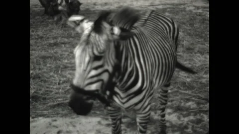 Circus Zebra 1933 Stock Footage 197378314