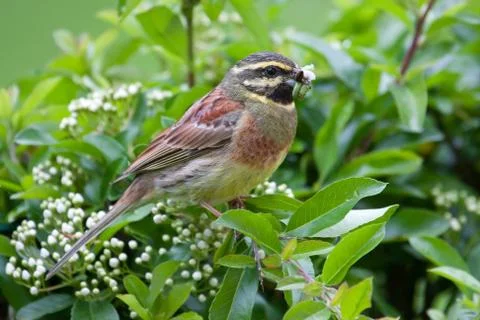 Cirl bunting 스톡 사진