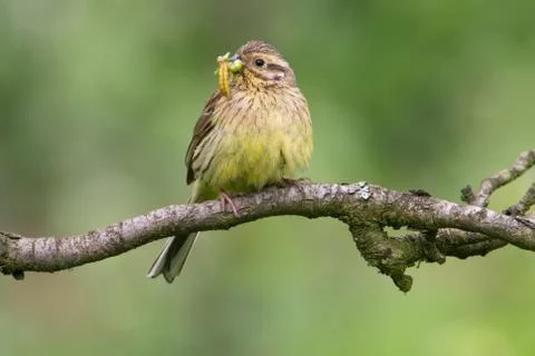 Cirl bunting 스톡 사진