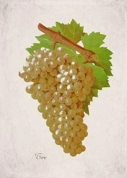 Ciro Classic White Wine Grape Variety, Botanical Illustration Stock Illustration