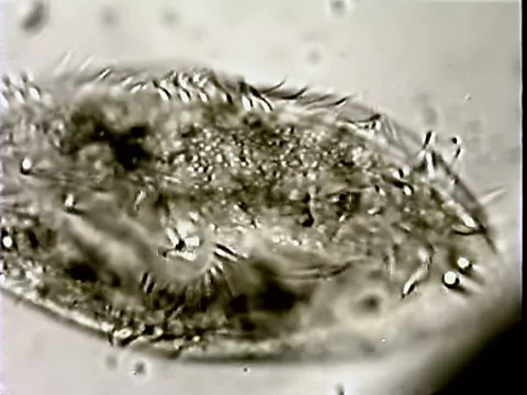 Cirri action 2 Video stock 932801