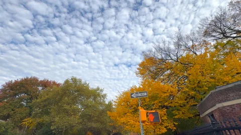 Cirrocumulus clouds drift over autumn leaves in East Village in NYC Video stock 340366895
