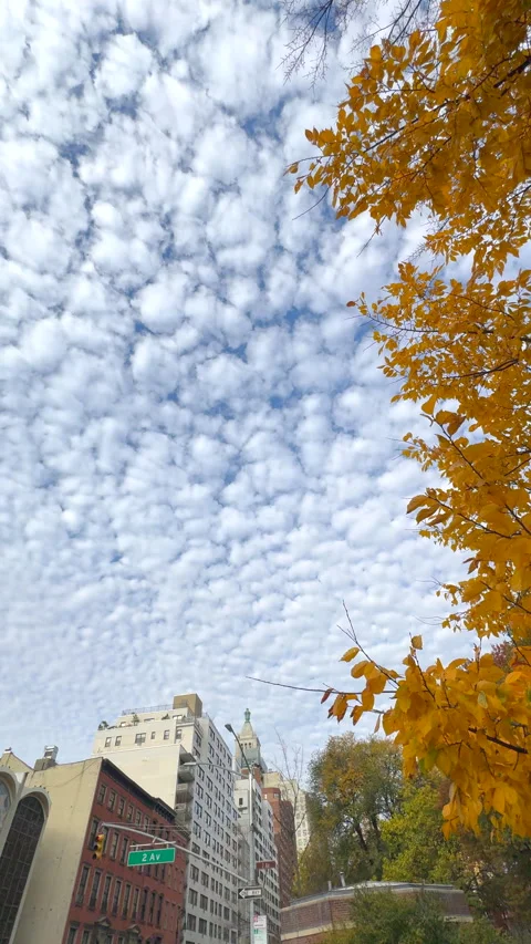 Cirrocumulus clouds drift over autumn leaves in East Village in NYC Video stock 340367942