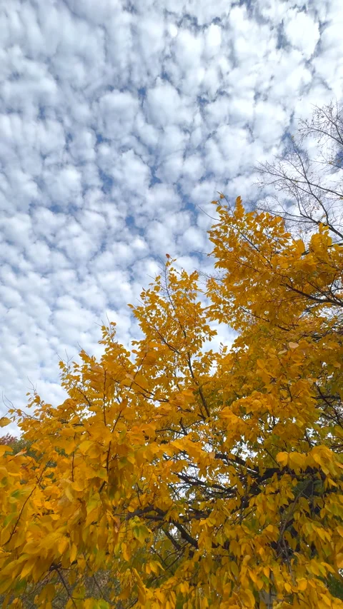 Cirrocumulus clouds drift over a row of apartment in the East Village in NYC Vidéo 340368506