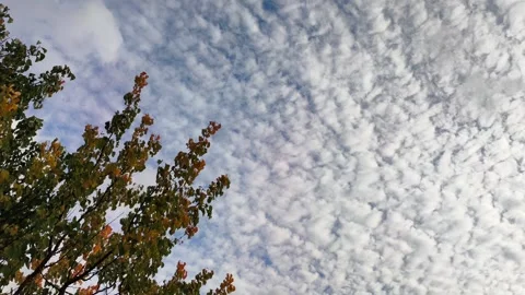 Cirrocumulus clouds passing over autumn tree Video stock 347449867
