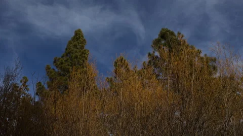 Cirrus Clouds over Pine Trees Vídeo Stock 48000660