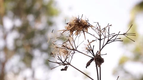 Cirsium arvense moving in the wind Stock-Footage 235924050