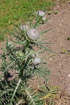 Cirsium eriophorum Stock Photos
