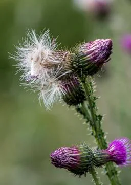 The Cirsium interpositum Stockfoto's