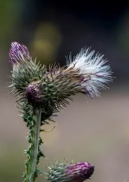 The Cirsium interpositum Stock Photos