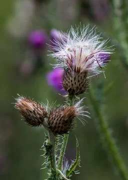 The Cirsium interpositum Stock Photos