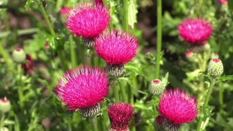 Cirsium japonicum Stock Footage 156702923