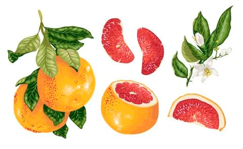Cirtus set in vector with grapefruit plant Stock Illustration