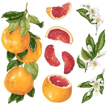Cirtus set in vector with grapefruit plant Stock Illustration