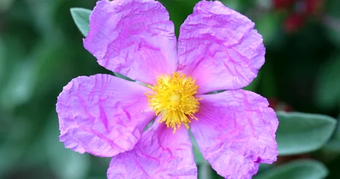 Cistus Creticus Flower Video stock 151227121