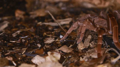 Citharischius crawshayi Stock Footage 38388610