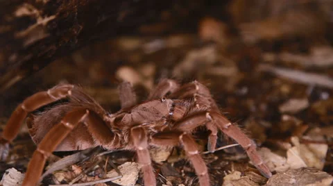 Citharischius crawshayi Stock Footage 38389864