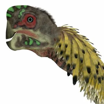 Citipati Dinosaur Head Stock Illustration