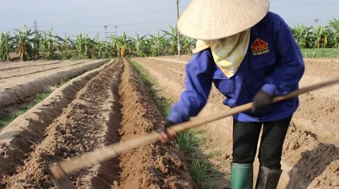 Citizens working in the field, Stock Footage 45919223