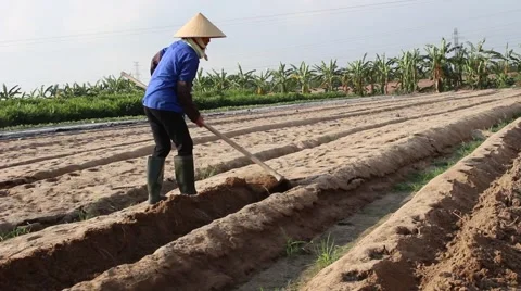 Citizens working in the field, Video stock 45919230