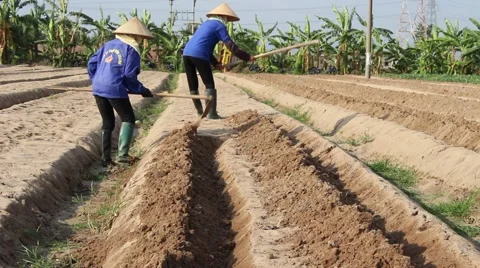 Citizens working in the field, 스톡 동영상 45919236