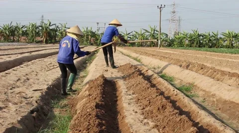 Citizens working in the field, 스톡 동영상 45919239