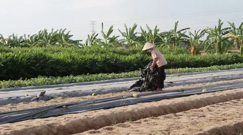 Citizens working in the field, Stock Footage 45919264