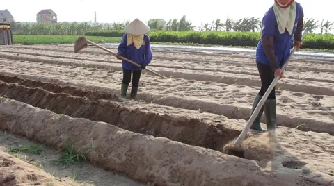 Citizens working in the field, Stock Footage 45919265