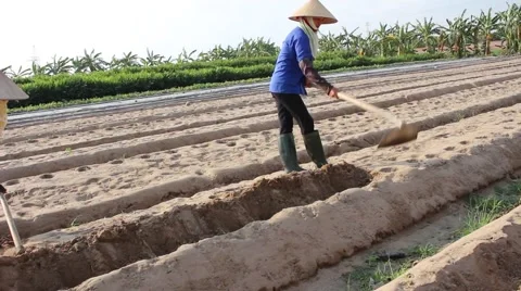 Citizens working in the field, Stock Footage 45919270